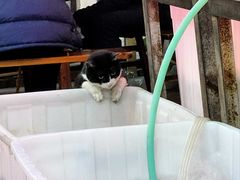 -金海椒罐罐鲢鱼(东方桂苑店)