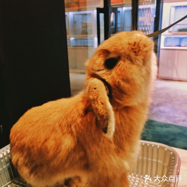 魔都遛娃圣地‖来和萌宠亲密的约个会吧!