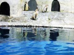 -蓬莱欧乐堡海洋极地世界