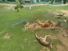 -西霞口神雕山野生动物世界