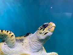 -青岛海底世界-水族馆