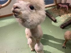 -藦茜花园宠物主题亲子互动体验馆(国顺东路店)