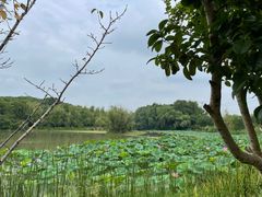 -昆山城市生态森林公园