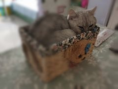 -喜多萌中农锦绣动物医院24H·猫科·牙科MRI·CT
