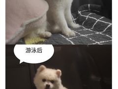 -汪说喵讲宠物乐园宠物酒店(红星美凯龙店)