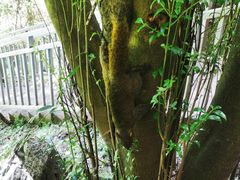 -苍山感通索道