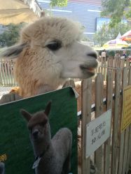 点击看大图 -萌宠亲子动物乐园(槐房万达店)