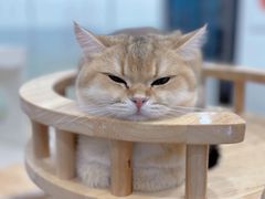 -有喵·猫咖·狗咖·30几只猫10只小狗(岗厦店)
