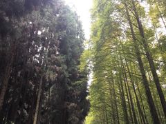 -山王坪喀斯特国家生态公园