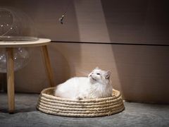 -瞄一喵猫咖(格力海岸店)