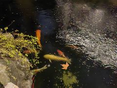 -鲤院·新中式美学·庭院餐厅(夫子庙店)