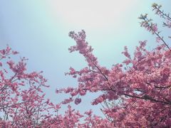 -武汉大学-樱园