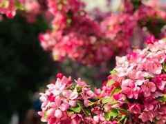 -海棠花溪(元大都城垣遗址公园)