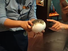 -肆月河豚·淮扬菜·湘菜(华天店)