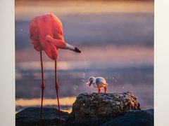 -罗红摄影艺术馆