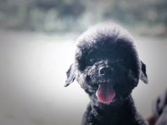 -帕帕拉兹宠物(亚洲旗舰店)