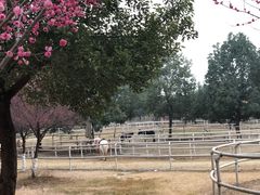 -秀丽东方
