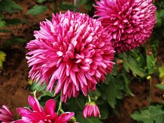 -北京国际鲜花港