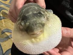 -肆月河豚·淮扬菜·湘菜(华天店)