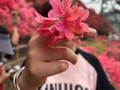 -木兰云雾山