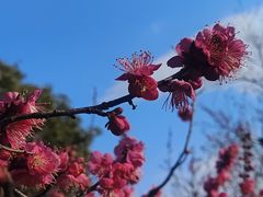 -梅花山(明孝陵内)