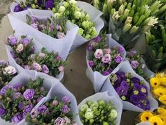 -三圣花乡旅游区