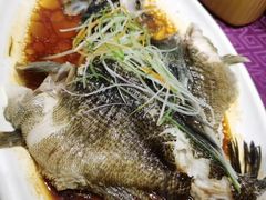 清蒸石斑鱼-顺风海鲜港(金玉兰店)