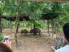 -清迈夜间动物园