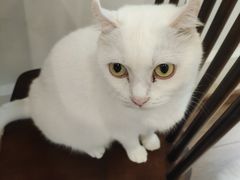 -有猫主题·治愈系猫咖(曾厝垵店)