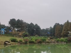 -铁山坪森林公园