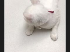 -宠福鑫动物医院·动物疾病诊疗中心(天通苑店)