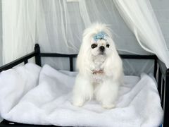 -鑫艺宠物美容培训学校