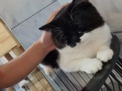 -逗柴咖啡屋·狗咖猫咖宠物桌游