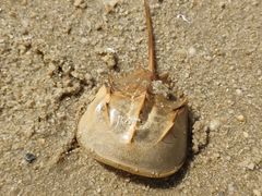 -北海金海湾红树林生态旅游区