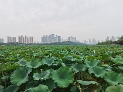 -月湖风景区