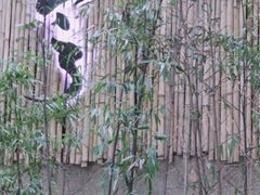 -柴务处·柴犬主题狗咖