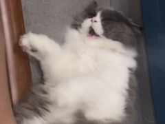 -FAELING PETS美天灵宠物(富力广场店)
