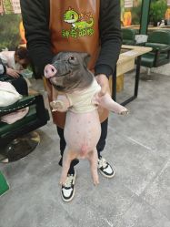 -神奇动物撸宠馆·羊驼·小浣熊·异宠(豫园店)