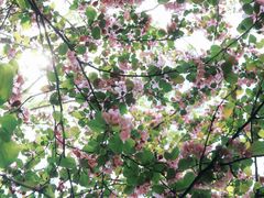 -长白岛森林公园