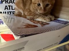 -瑞派宠物医院·犬猫全科·猫友好(宾水西道店)