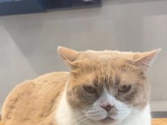 -伟伟宠物医院·CT影像中心·瑞派犬猫综合性门诊(汉口总院)