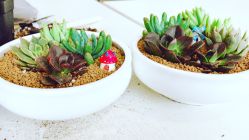 -海豚湾高端月子会所(黄浦店)