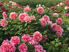 -曹州百花园
