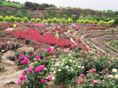 -密云玫瑰情园
