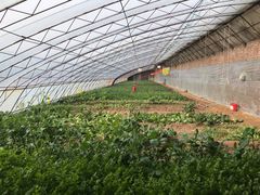 -田趣农庄草莓采摘园