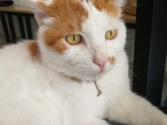 -平行世界·猫咖(首经贸店)