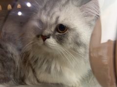 -瑞派康怡24h宠物医院·犬猫医疗中心·微创绝育(瑞景分院)