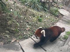-成都动物园