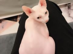 -猫大福·Fortune Cat猫舍(百子湾店)