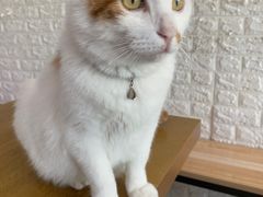 -平行世界·猫咖(首经贸店)